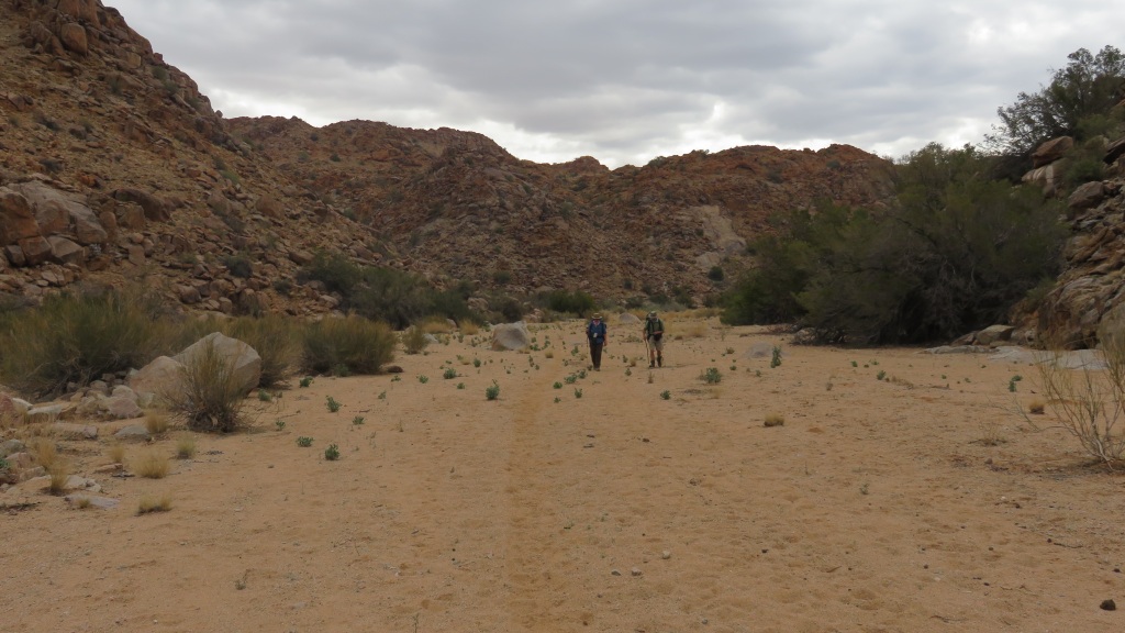 Klipspringer river bed